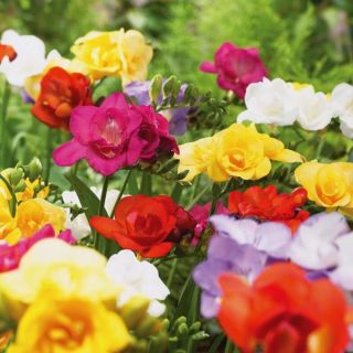 Fragrant Double Freesia Mix Thumbnail